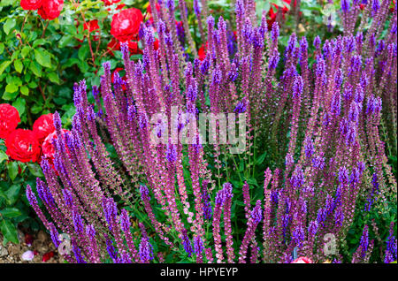 Belle floraison rose et bleu Salvia nemorosa ornementales Banque D'Images
