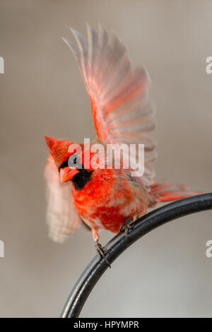 Le Cardinal rouge mâle noir atterrissage sur le fer. Banque D'Images