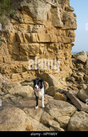 Border Collie sur la côte rocheuse de la baie Cayton, North Yorkshire, Angleterre. Banque D'Images