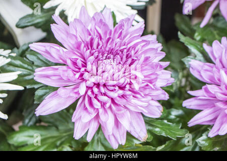 Big Pink Frais d'arrière-plan gros plan chrysanthème marron Banque D'Images