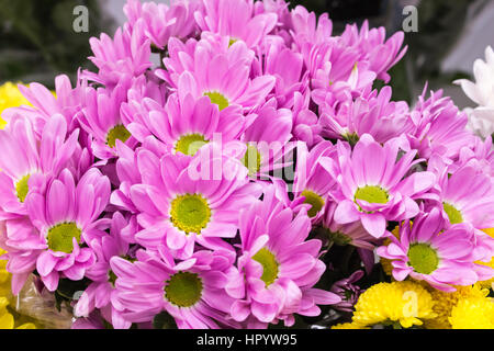 Big Pink Frais d'arrière-plan gros plan chrysanthème marron Banque D'Images