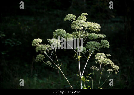 La floraison de l'eau de la Pruche Filipendule vulgaire une plante poussant en terrain humide. Banque D'Images