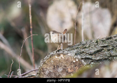 Le Troglodyte mignon (Troglodytes troglodytes) perché sur un journal Banque D'Images