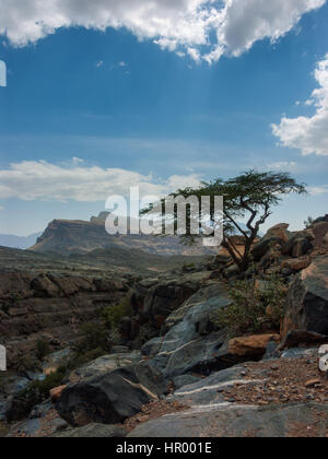 Arbre dans le Jebel Shams landscape Banque D'Images