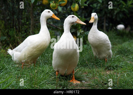 Les canards de Pékin dans un jardin à la ferme Banque D'Images