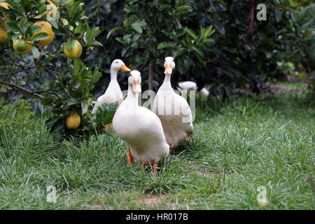 Les canards de Pékin dans un jardin à la ferme Banque D'Images