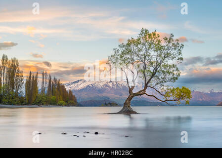 Le lever du soleil, seul arbre debout dans l'eau, le lac Wanaka, Wanaka l'arbre, Roys Bay, Otago, Nouvelle-Zélande, Southland Banque D'Images