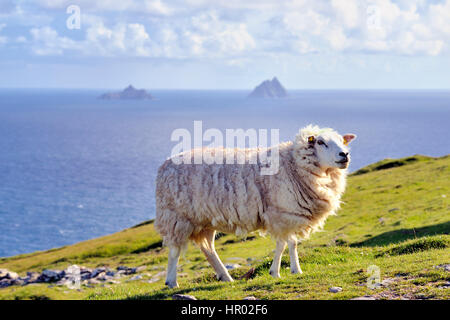 Moutons sur côte, Bray Head, Valentia Island, comté de Kerry, Irlande Banque D'Images