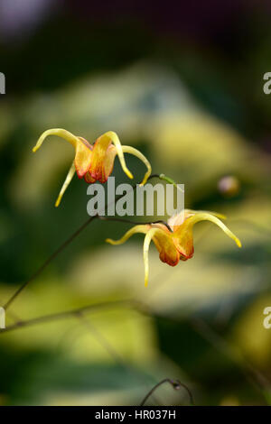 L'épimède queen ambre, orange, fleur, fleurs, floraison, de bois, de vivaces, barrenwort, ombre, printemps, ombragé, à l'ombre, Floral RM Banque D'Images