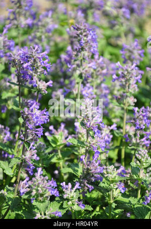 Clinopodium moindre menthe (nepeta) Banque D'Images