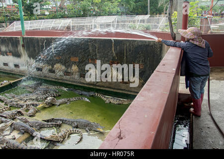 Femme de l'eau gicle dans le réservoir les crocodiles dans le zoo, la Ferme aux crocodiles de Samut Prakan Banque D'Images