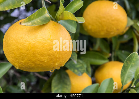 Les agrumes qui poussent sur un arbre, close-up view Banque D'Images