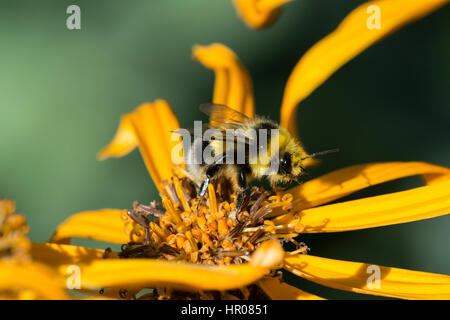 Heath bourdon (Bombus jonellus) mâle sur l'Ligulaire Banque D'Images