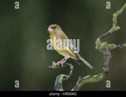 Verdier (Carduelis chloris) sous une pluie battante, sur une branche couverte de lichens, de l'hiver 2017, le Gallois,/frontières Shropshire Banque D'Images