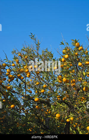 Arbre orange avec des fruits à Majorque iles baleares espagne en hiver. Banque D'Images