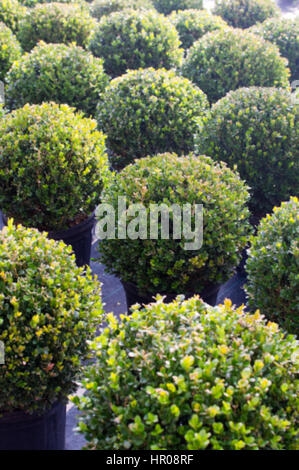 Box buxus persistantes dans des pots en plastique full frame Banque D'Images