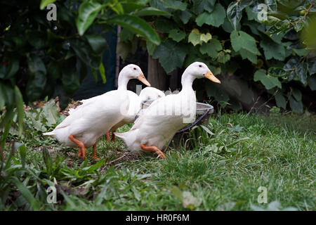 Les canards de Pékin dans un jardin à la ferme Banque D'Images