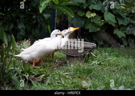 Les canards de Pékin dans un jardin à la ferme Banque D'Images