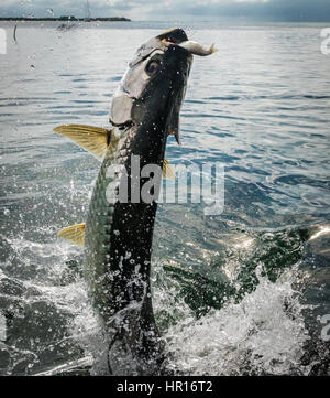 Poisson Tarpon sautant hors de l'eau - Caye Caulker, Belize Banque D'Images