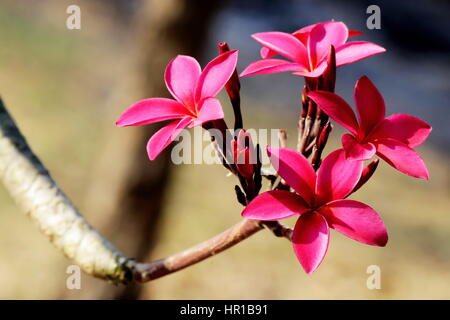 Plumeria ou frangipanier rouge dans le jardin Banque D'Images