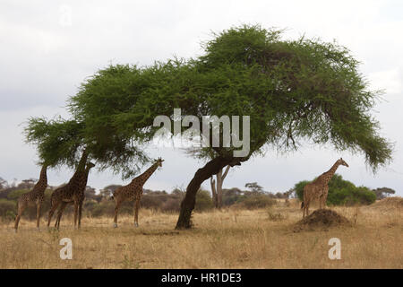 Les Girafes dans le parc national de Tarangire Banque D'Images