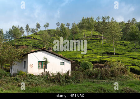 Madupatty Chokanad, plantation de thé, Munnar, Kerala, Inde Banque D'Images