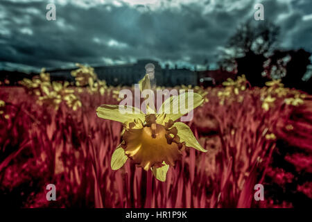 En fleurs fleurs jonquille prématurément vu dans l'après-midi du soleil dans le parc de Greenwich, Royaume-Uni. Photographié dans l'ensemble du spectre infrarouge couleur convertie photo reflex numérique. Banque D'Images