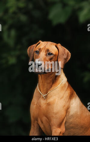 Beau chien Rhodesian Ridgeback en plein air Banque D'Images