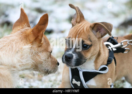 Verseuse (Pug) cross Jack Russell chiot sur première promenade se faire des amis avec un autre chien Banque D'Images