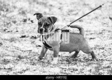 Verseuse (Pug) cross Jack Russell chiot sur première promenade Banque D'Images