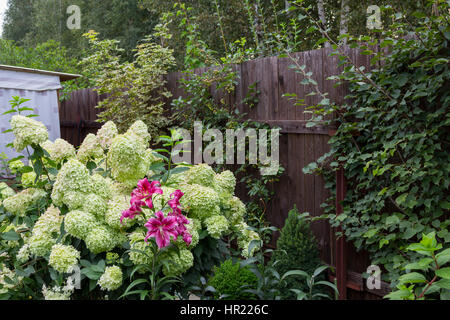 Hortensia blanc et rose bush lily Banque D'Images