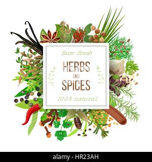 Les herbes et épices grand défini sous l'emblème de Squire. Bouquet de la cuisson les assaisonnements. Pour les cosmétiques, la cuisine, restaurant, magasin, marché, les produits de santé Illustration de Vecteur