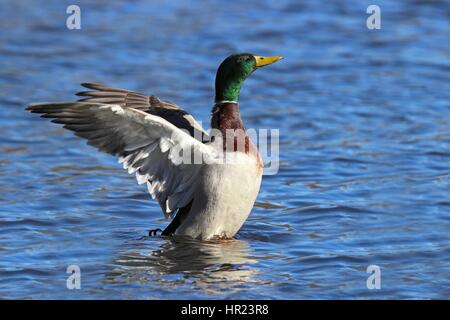 Un canard colvert mâle battre ses ailes Banque D'Images