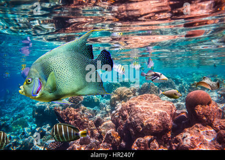 Récif avec une variété de coraux durs et mous et des poissons tropicaux. Banque D'Images