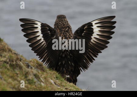 Grand Labbe (Stercorarius skua) (nom local 'bonxie') avec des oiseaux adultes, Hermaness National Nature Reserve, Unst, Shetland, UK Banque D'Images