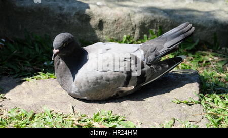 Un pigeon se reposer et prendre le soleil sur un rocher, dans un jardin, sur une journée ensoleillée. Banque D'Images