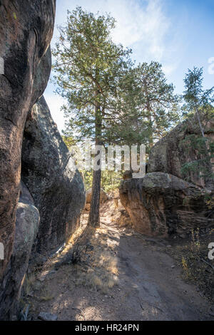 Sentier de randonnée & Douglas sapin ; le sapin de Douglas Pseudotsuga Penitente ; ; ; ; USA Colorado Canyon Banque D'Images