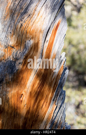 Close-up de tronc de Piñon mort ; pin Pinus monophylla ; Pinus edulis ; Penitente ; Canyon Colorado ; USA Banque D'Images