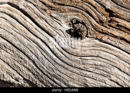 Close-up de tronc de Piñon mort ; pin Pinus monophylla ; Pinus edulis ; Penitente ; Canyon Colorado ; USA Banque D'Images