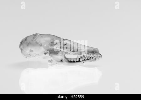 Photographie en noir et blanc d'un crâne de taupe Banque D'Images