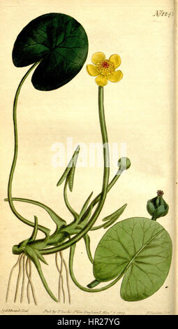 Nuphar microphylla Bot. Mag. 31. 1243. 1809 Banque D'Images