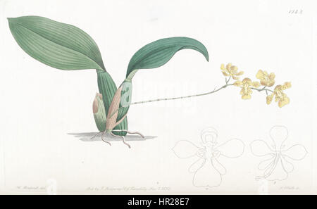 'Oncidium cornigerum' est une espèce d'orchidée illustrée dans le Botanical Register d'Edwards, 1832. La plaque détaillée met en valeur ses caractéristiques distinctives, y compris ses fleurs uniques en forme de corne. Ce travail reflète l’intérêt botanique et l’illustration précise des espèces végétales au XIXe siècle. Banque D'Images