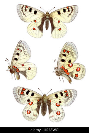 Parnassius sacerdos, également connu sous le nom d'Alpenapollo, illustré par Jacob Hübner, un entomologiste et artiste allemand. Banque D'Images