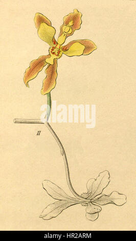 Oncidium micropogon est une illustration botanique tirée du livre Xenia de 1858, représentant une espèce d’orchidée. L’illustration met en valeur les détails complexes de la forme et des caractéristiques de la fleur, soulignant sa beauté unique. Banque D'Images