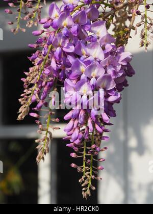 Wisteria sinensis à Chenies Manoir et jardin, autour d'un cadre de fenêtre blanc. Banque D'Images