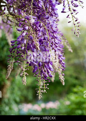 Wisteria sinensis à Chenies Manoir et jardin.Portrait aspect. Banque D'Images