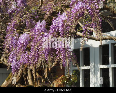 Wisteria sinensis à Chenies Manoir et jardin, encadrant le jardin prix fenêtre. Banque D'Images