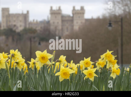 Les jonquilles en fleurs au château de Windsor dans le Berkshire. Banque D'Images