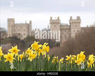 Les jonquilles en fleurs au château de Windsor dans le Berkshire. Banque D'Images