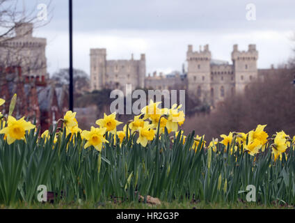 Les jonquilles en fleurs au château de Windsor dans le Berkshire. Banque D'Images